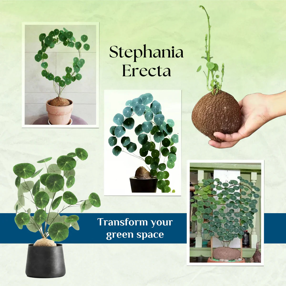 Stephania Erecta - The Everlasting Lucky Green Plant
