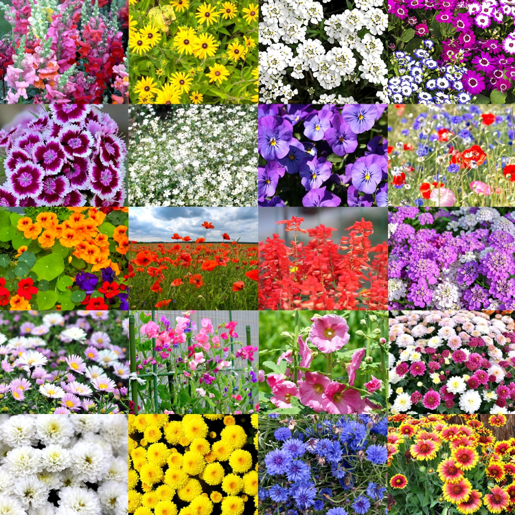 Colorful Flower Seed Bombs β Grow Beauty Anywhere