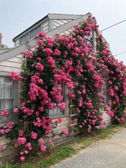 Elegant Climbing Rose Flower Seeds