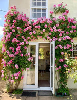 Load image into Gallery viewer, Elegant Climbing Rose Flower Seeds
