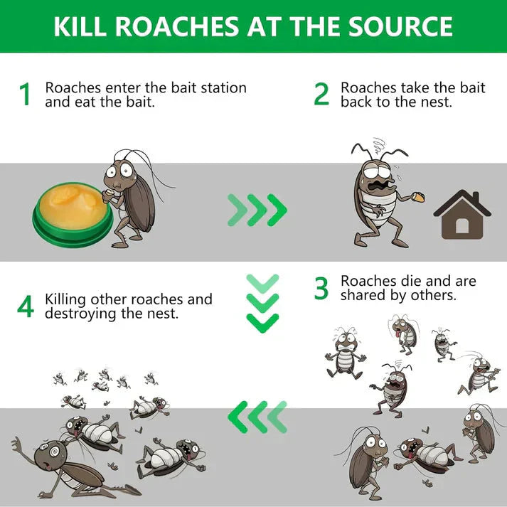 Coc Powder Gel (Pack of 24pc)