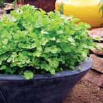 Load image into Gallery viewer, Organic Coriander seeds for Gardening (Pack of 20)
