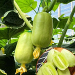 Load image into Gallery viewer, Cucumber-Golden Boy Lady Cucumber
