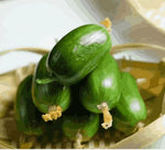 Load image into Gallery viewer, Cucumber-Golden Boy Lady Cucumber
