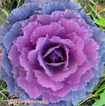 Load image into Gallery viewer, KALE Autumn MIX Seeds - Flowering Vegetable Garden CABBAGE
