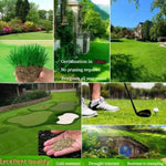 Load image into Gallery viewer, Grass Seeds Hybrid Best For Your Beautiful Home Gardening
