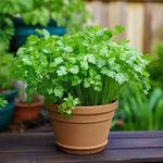Load image into Gallery viewer, Organic Coriander seeds for Gardening (Pack of 20)
