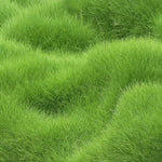 Load image into Gallery viewer, Grass Seeds Hybrid Best For Your Beautiful Home Gardening
