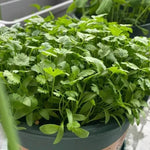 Load image into Gallery viewer, Organic Coriander seeds for Gardening (Pack of 20)
