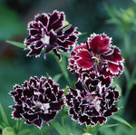 Load image into Gallery viewer, Dianthus Seeds (Free Pot Mixture 100 gm)
