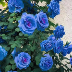 Load image into Gallery viewer, Blue Climbing Rose Seeds
