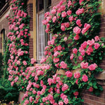 Load image into Gallery viewer, Elegant Climbing Rose Flower Seeds
