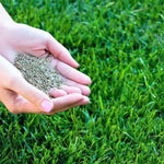 Load image into Gallery viewer, Grass Seeds Hybrid Best For Your Beautiful Home Gardening
