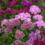 Load image into Gallery viewer, Dianthus Seeds (Free Pot Mixture 100 gm)
