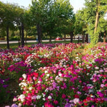 Load image into Gallery viewer, Dianthus Seeds (Free Pot Mixture 100 gm)
