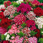 Load image into Gallery viewer, Dianthus Seeds (Free Pot Mixture 100 gm)
