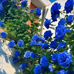 Load image into Gallery viewer, Blue Climbing Rose Seeds

