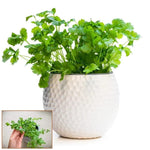 Load image into Gallery viewer, Organic Coriander seeds for Gardening (Pack of 20)
