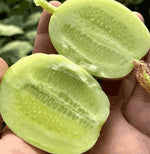 Load image into Gallery viewer, Cucumber-Golden Boy Lady Cucumber

