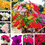 Load image into Gallery viewer, Mix Colour Bougainvillea Flower Seeds For Home Garden
