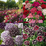 Load image into Gallery viewer, Dianthus Seeds (Free Pot Mixture 100 gm)
