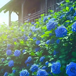 Load image into Gallery viewer, Blue Climbing Rose Seeds
