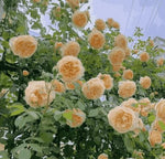 Load image into Gallery viewer, Elegant Climbing Rose Flower Seeds
