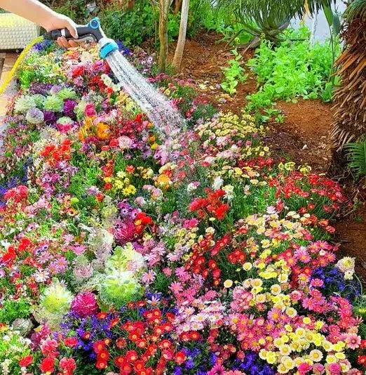 Buy Varieties of Flower Seeds (Pack of 100) + Plant Growth Supplement Free!!