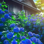 Load image into Gallery viewer, Blue Climbing Rose Seeds

