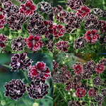Load image into Gallery viewer, Dianthus Seeds (Free Pot Mixture 100 gm)
