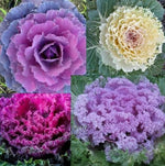 Load image into Gallery viewer, KALE Autumn MIX Seeds - Flowering Vegetable Garden CABBAGE
