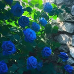 Load image into Gallery viewer, Blue Climbing Rose Seeds
