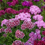 Load image into Gallery viewer, Dianthus Seeds (Free Pot Mixture 100 gm)
