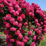 Load image into Gallery viewer, Elegant Climbing Rose Flower Seeds
