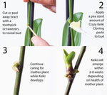Load image into Gallery viewer, Crazy Keiki Plant Cloning Paste 7ml
