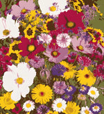 Load image into Gallery viewer, Buy Varieties of Flower Seeds (Pack of 100) + Plant Growth Supplement Free!!
