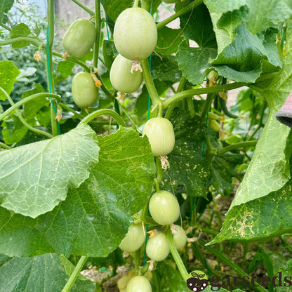 Cucumber-Golden Boy Lady Cucumber