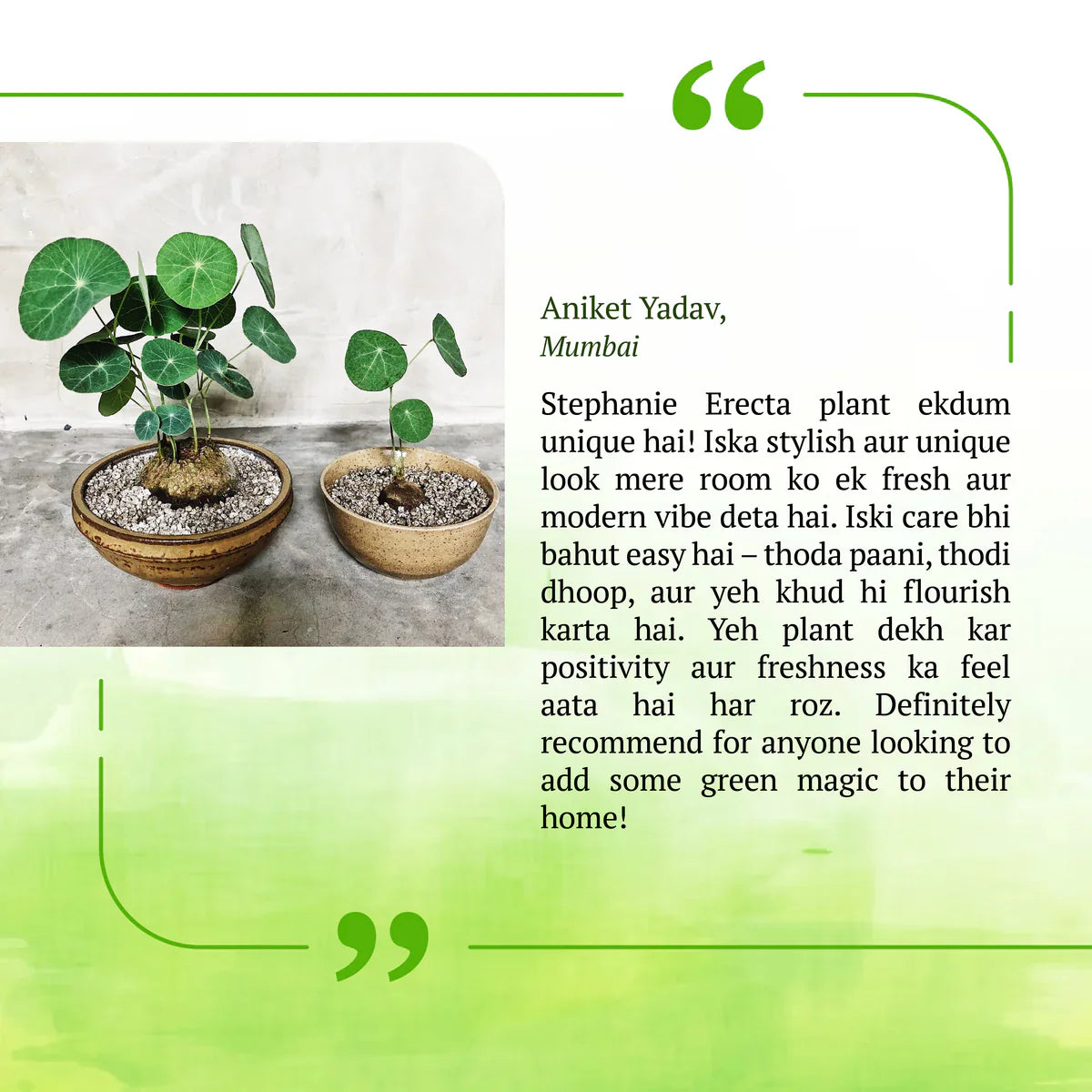 Stephania Erecta - The Everlasting Lucky Green Plant