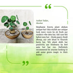 Load image into Gallery viewer, Stephania Erecta - The Everlasting Lucky Green Plant
