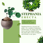 Load image into Gallery viewer, Stephania Erecta - The Everlasting Lucky Green Plant
