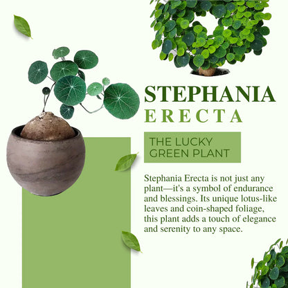 Stephania Erecta - The Everlasting Lucky Green Plant