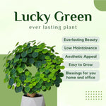Load image into Gallery viewer, Stephania Erecta - The Everlasting Lucky Green Plant
