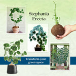 Load image into Gallery viewer, Stephania Erecta - The Everlasting Lucky Green Plant
