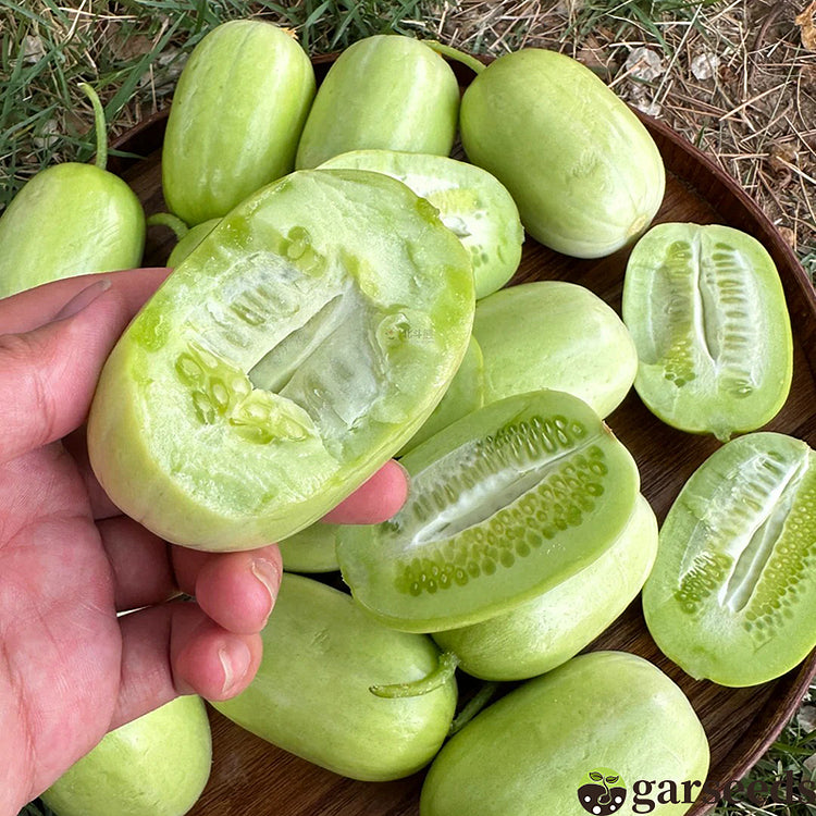 Cucumber-Golden Boy Lady Cucumber