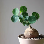 Load image into Gallery viewer, Stephania Erecta - The Everlasting Lucky Green Plant
