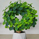 Load image into Gallery viewer, Stephania Erecta - The Everlasting Lucky Green Plant
