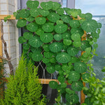 Load image into Gallery viewer, Stephania Erecta - The Everlasting Lucky Green Plant
